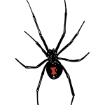 Black-Widow-Spider-1