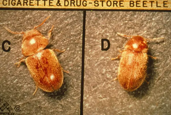 drug store beetle
